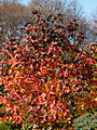 Liquidambar styraciflua IMG_1772 Ambrowiec amerykański